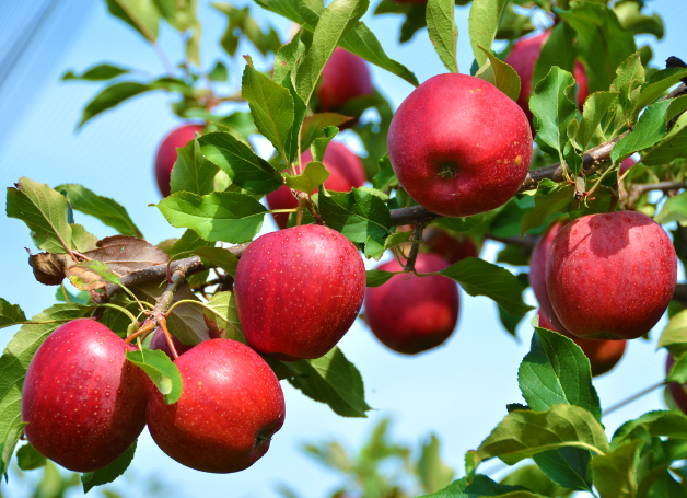 政策解读：进口德国鲜食苹果植物检疫要求